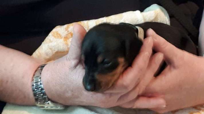 Welpen Bilder !-Beitrag-Bild