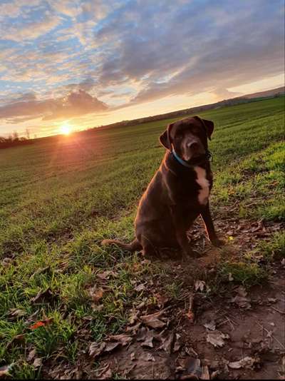 Die Dogorama Wochen Challenge-Beitrag-Bild