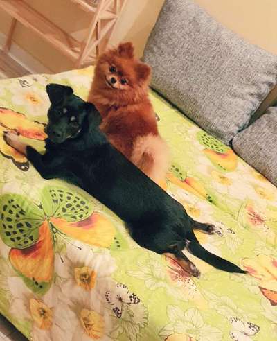 Die Dogorama Kalender Challenge 4/4-Beitrag-Bild