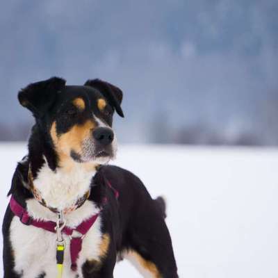 Tierschutzhunde suchen ein Zuhause-Beitrag-Bild