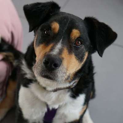 Tierschutzhunde suchen ein Zuhause-Beitrag-Bild