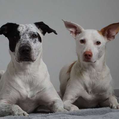 Hundetreffen-Treffen