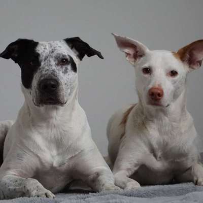 Hundetreffen-Spazieren gehen-Bild