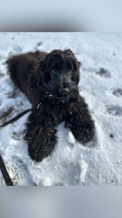 Cocker Spaniel-Beitrag-Bild