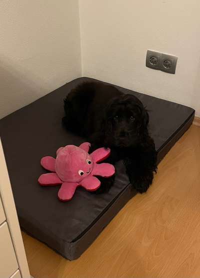 Cocker Spaniel-Beitrag-Bild