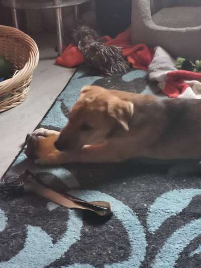 Hundetreffen-Für s soziale verhalten😂😂-Bild