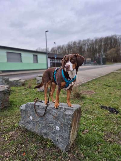 Hundetreffen-Spielerunde in Silschede-Bild