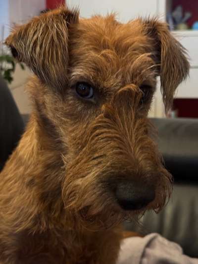 Der Hund als Cartoon-Beitrag-Bild