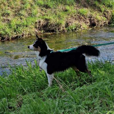 Hundetreffen-Kennlern & Gassirunde-Bild