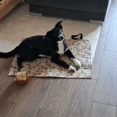 Hundetreffen-Gassirunde/Spielrunde-Bild