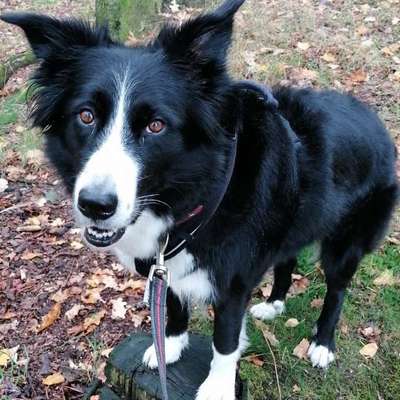Hundetreffen-Betreuung für 20.05.2028 gesucht-Bild