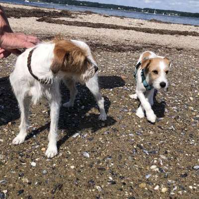 Hundetreffen-Spielrunde in Solitude, Quellental oder Hundewald gesucht-Bild