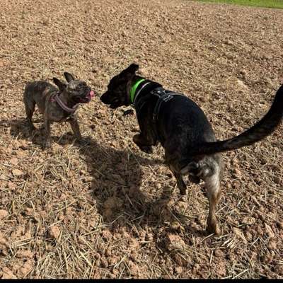 Hundetreffen-Hundegruppe Göttingen und Umgebung-Bild