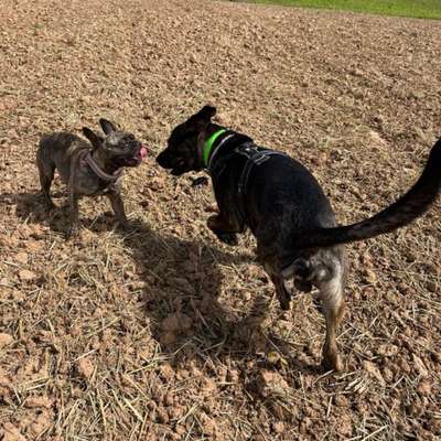 Hundetreffen-Hundegruppe Göttingen und Umgebung-Bild