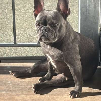 Hundetreffen-Wir sind seit dem 21.03. neu hier und suchen nette Gassi-Bekanntschaften 😊 Unsere Paula (5), Franzö-Bild