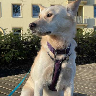 Hundetreffen-Gassi Runden unter der Woche-Bild