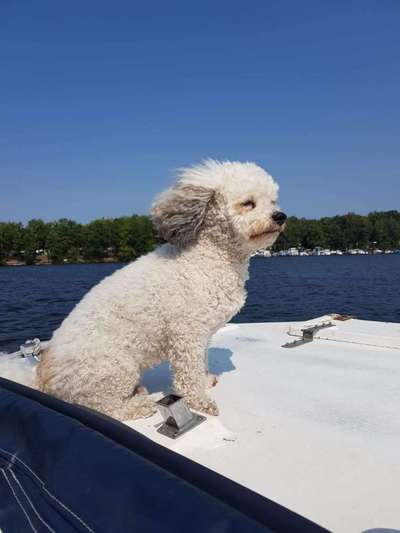 Die Dogorama Kalender Challenge 4/4-Beitrag-Bild