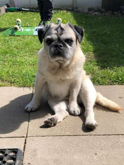 Mops mix-Beitrag-Bild
