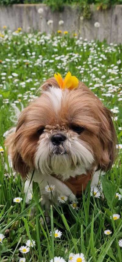 Hundetreffen-Spielen-Bild