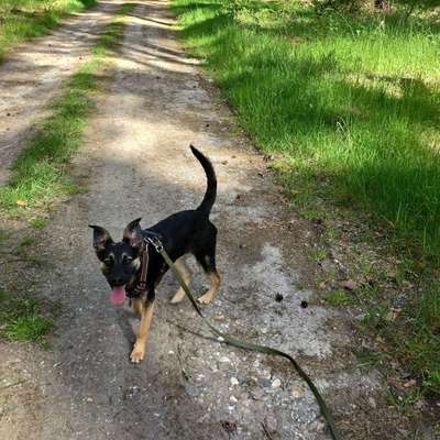 Hundetreffen-Gemeinsamer Spaziergang im Raum Kemberg und Umgebung-Bild