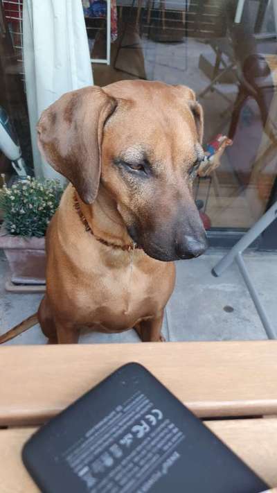Rhodesian Ridgeback-Beitrag-Bild