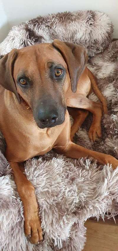 Rhodesian Ridgeback-Beitrag-Bild