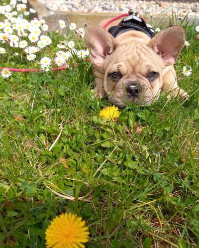 Französische Bulldoggen-Beitrag-Bild