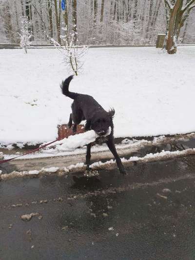 Dein Hund im Dogorama-Kalender 2021-Beitrag-Bild