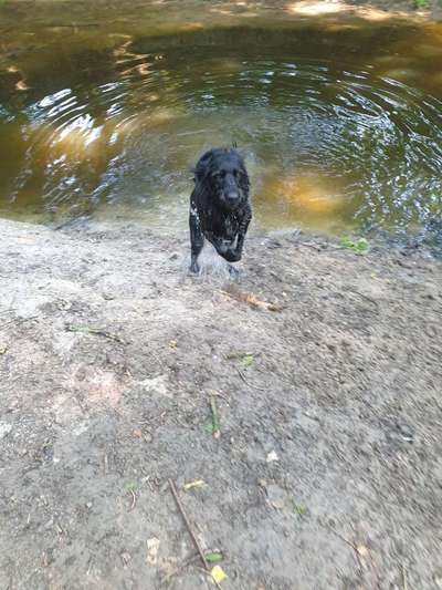 Dein Hund im Dogorama-Kalender 2021-Beitrag-Bild