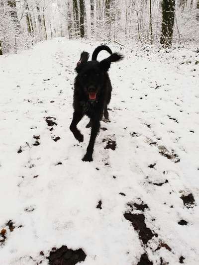 Dein Hund im Dogorama-Kalender 2021-Beitrag-Bild