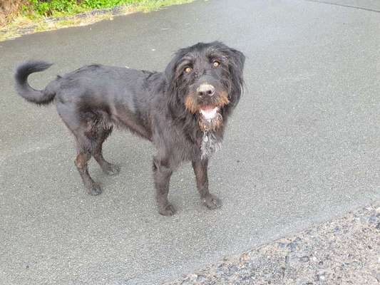 Mischlinge - die beste Rasse die es gibt-Beitrag-Bild