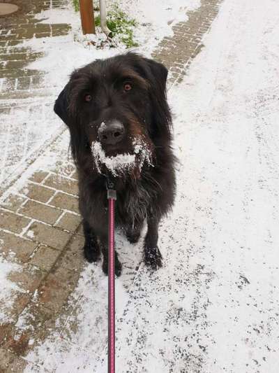 Dein Hund im Dogorama-Kalender 2021-Beitrag-Bild