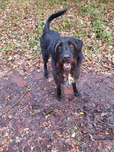 Dein Hund im Dogorama-Kalender 2021-Beitrag-Bild