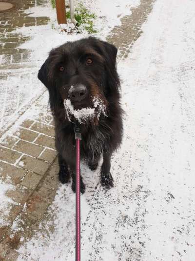 Dogorama Photo Challenge - Es wird nochmal kalt!-Beitrag-Bild