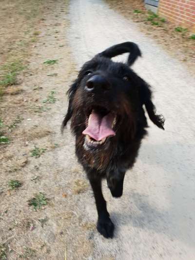 Dogorama Photo Challenge - Einmal lächeln bitte-Beitrag-Bild