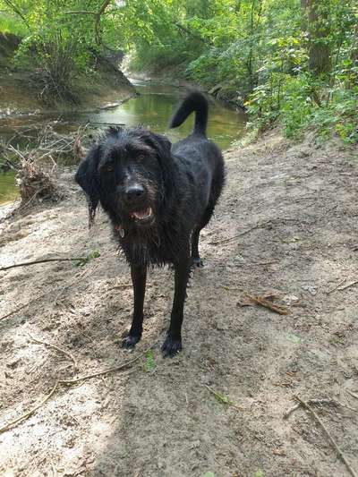 Warum liebst du deinen Hund?-Beitrag-Bild