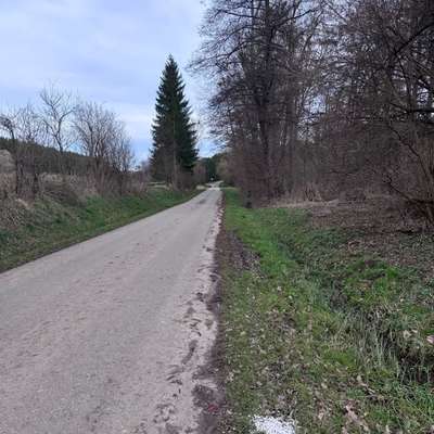 Giftköder-Hundefutter mit weißem Pulver-Bild