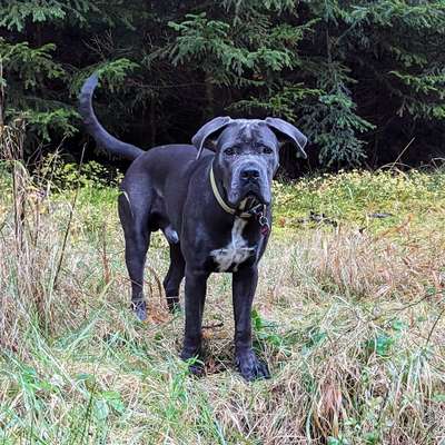 Hundetreffen-Spielen und Toben-Bild