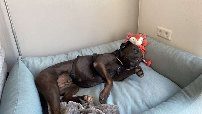 Hund aus dem Spanischen Tierschutz-Beitrag-Bild