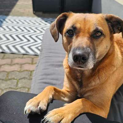 Hundetreffen-Hundetreffen /Spieltreffen/Gassirunden-Bild