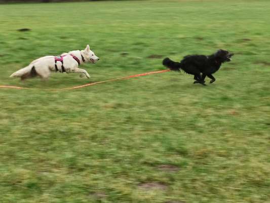 Dogorama Photo Challenge - Die besten Hundebuddys-Beitrag-Bild