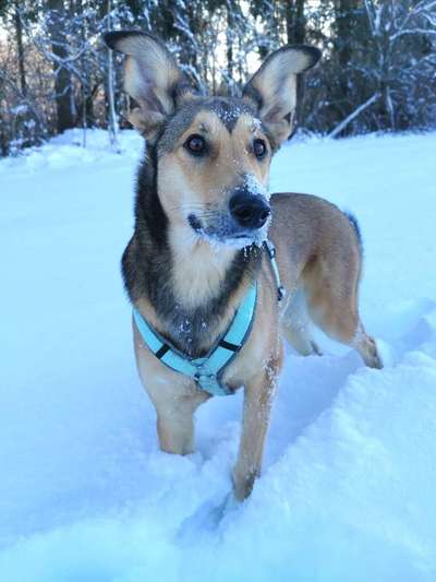 CHALLENGE NR. 19 - Der Hundeblick-Beitrag-Bild