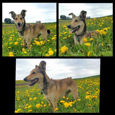 Schäferhund-Beitrag-Bild