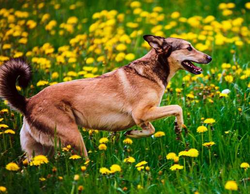 Schäferhund-Beitrag-Bild