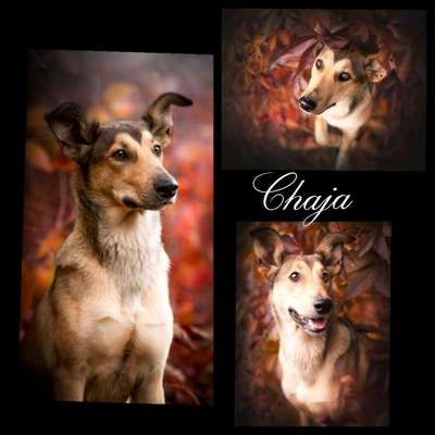 Foto's und Hundemodels-Beitrag-Bild