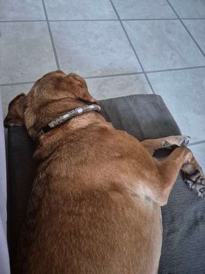 Hundetreffen-Senioren-Bild