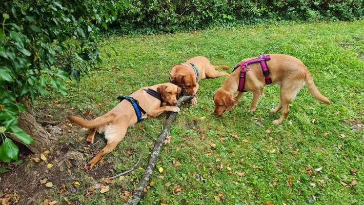 Labradorfans-Beitrag-Bild