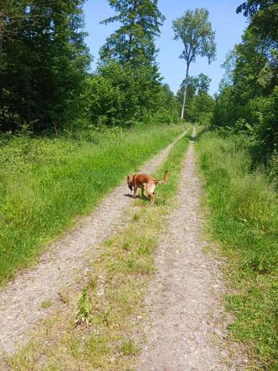 Hundetreffen-Gassi Kumpel gesucht-Bild