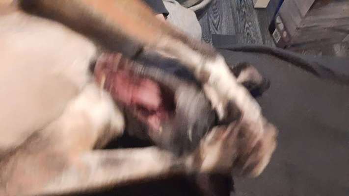 Dogorama Photo Challenge - Einmal lächeln bitte-Beitrag-Bild