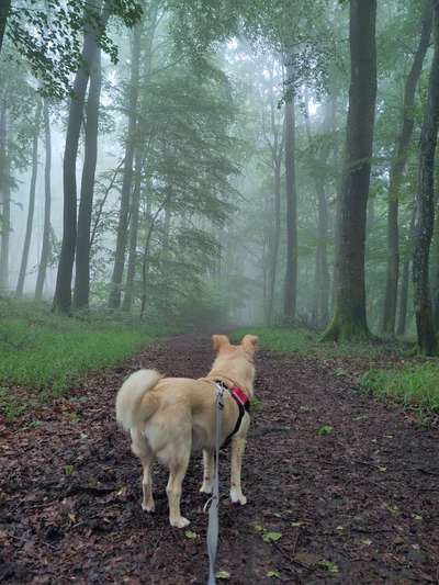 Hundetreffen-Mittagspausen- oder Feierabendspaziergang-Bild